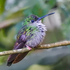 Chalybura urochrysia