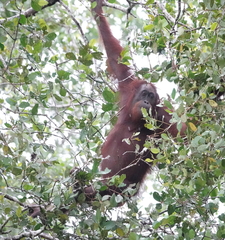 Pongo pygmaeus morio