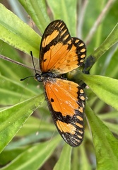 Acraea