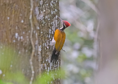 Chrysocolaptes guttacristatus