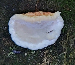 Rhodofomes cajanderi