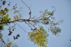 Adenanthera pavonina