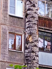 Dendrocopos leucotos