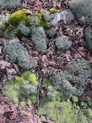 Cladonia rangiferina