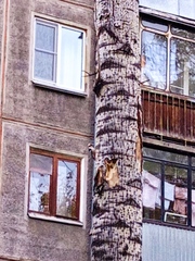 Dendrocopos leucotos