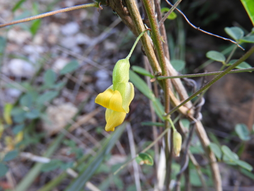 Image of Nissolia platycalyx by (c) Leticia Jiménez Hernández, some rights reserved (CC BY-SA)