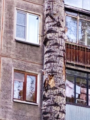 Dendrocopos leucotos