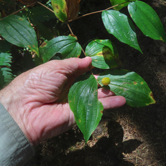 Prosartes smithii