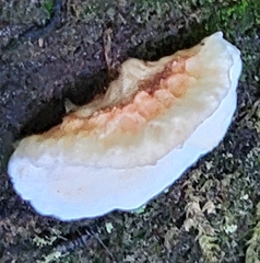 Rhodofomes cajanderi