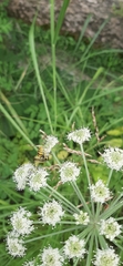 Vespula germanica