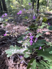 Desmodium