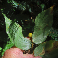 Prosartes smithii