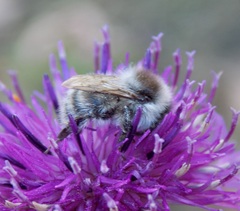Bombus veteranus