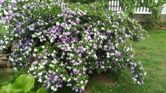 Brunfelsia pauciflora