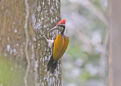 Chrysocolaptes guttacristatus