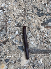 Pseudopolydesmus pinetorum