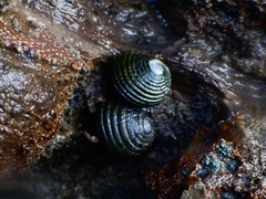 Nerita costata