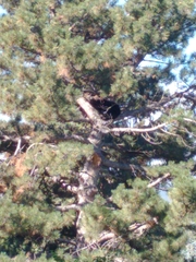 Ursus americanus