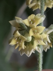Scrophulariaceae