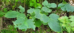 Ptelea trifoliata