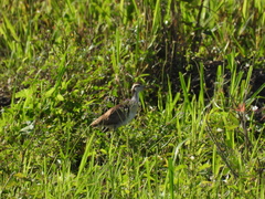 Jacana spinosa