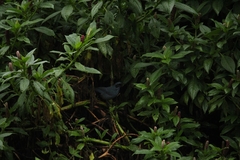 Melanotis caerulescens