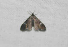 Elophila tinealis