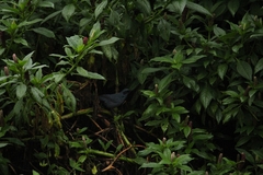 Melanotis caerulescens