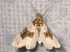 Cosmorhoe ocellata