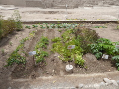 Tropaeolum tuberosum