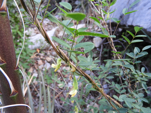 Image of Nissolia platycalyx by (c) Leticia Jiménez Hernández, some rights reserved (CC BY-SA)