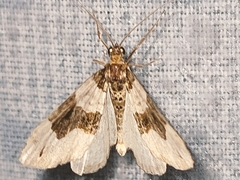Cosmorhoe ocellata