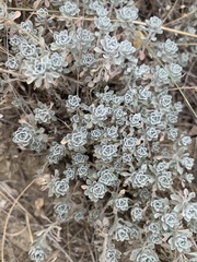 Odontarrhena obtusifolia