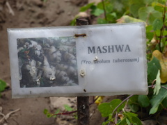 Tropaeolum tuberosum