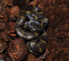 Lycodon travancoricus