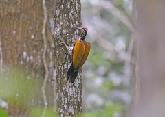 Chrysocolaptes guttacristatus