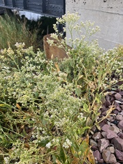 Gypsophila paniculata