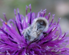 Bombus veteranus