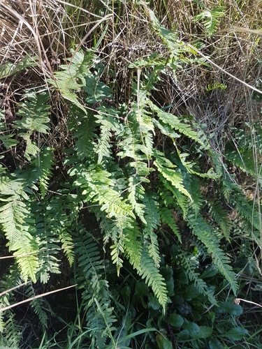 Polypodium vulgare iNat (2)