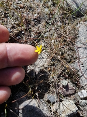 Ranunculus flammula filiformis
