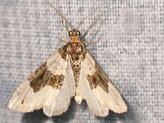 Cosmorhoe ocellata