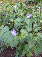 Nicandra physalodes