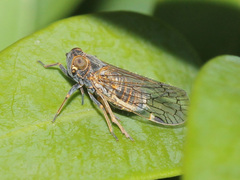 Hyalesthes