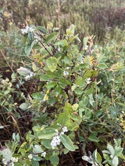 Symphoricarpos occidentalis