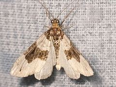 Cosmorhoe ocellata