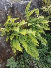 Polypodiopsida