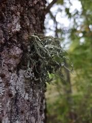 Ramalina fraxinea