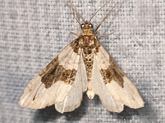 Cosmorhoe ocellata