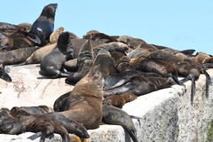 Arctocephalus pusillus pusillus