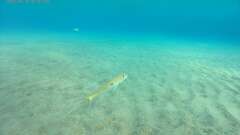 Mulloidichthys flavolineatus